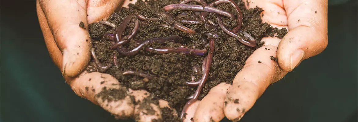 un par de manos sostienen tierra oscura y rica con lombrices moradas en un entorno al aire libre