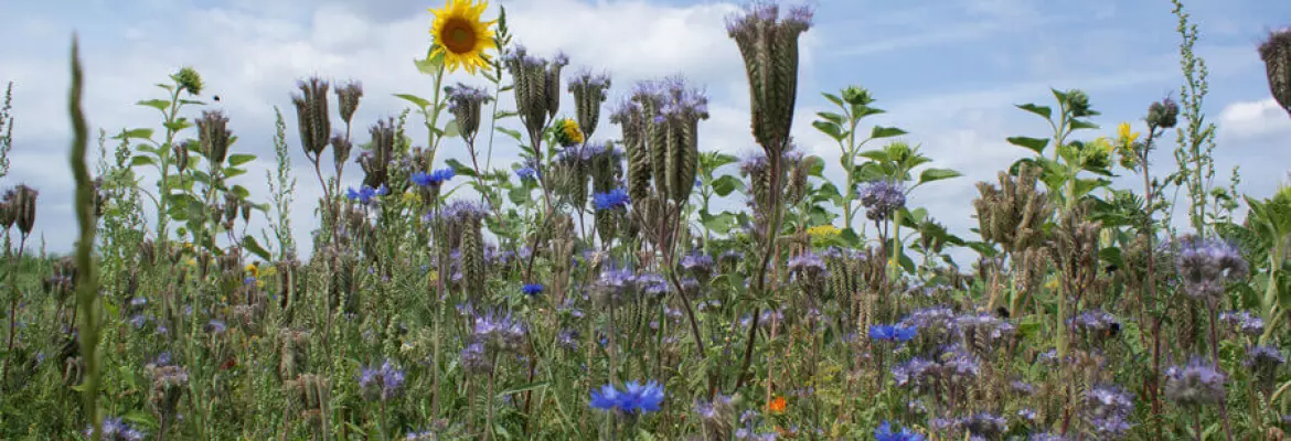 flores en el campo